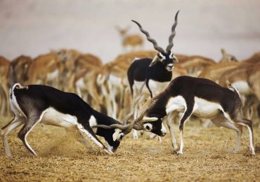 Village Safari in Jodhpur