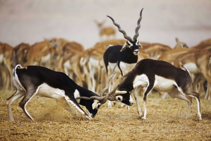 Village Safari in Jodhpur