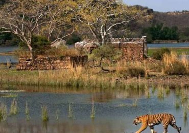 Ranthambore