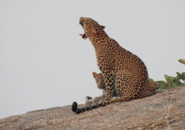 Leopard Safari in Jawai