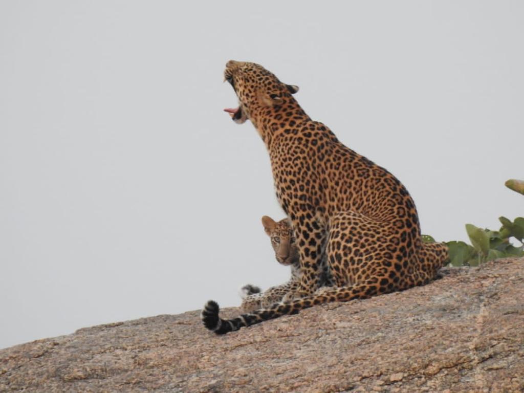 Leopard Safari in Jawai