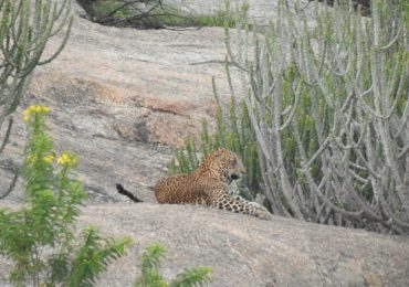 Leopard Safari in Jawai