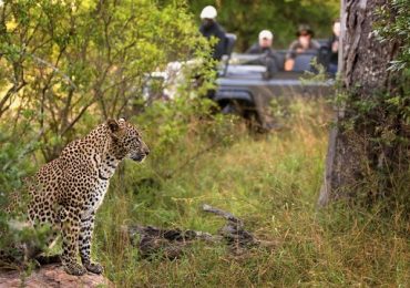 Leopard Safari in Jawai