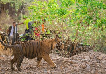 Ranthambore