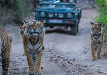 Ranthambore